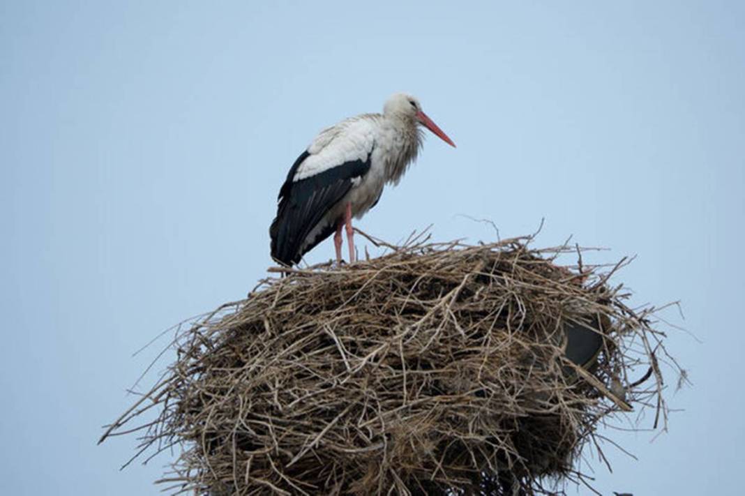 Artık bu zahmete girmiyorlar bile! Doğanın dengesinin bozulduğunun en büyük ispatı gibi... 8